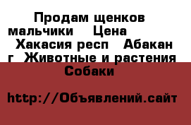 Продам щенков (мальчики) › Цена ­ 12 000 - Хакасия респ., Абакан г. Животные и растения » Собаки   